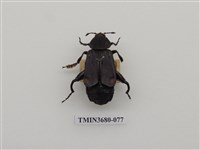 藏品(埋葬蟲)的圖片